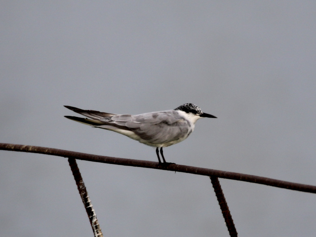 �N���n���A�W�T�V