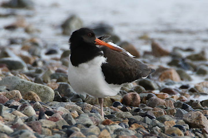 �~���R�h��