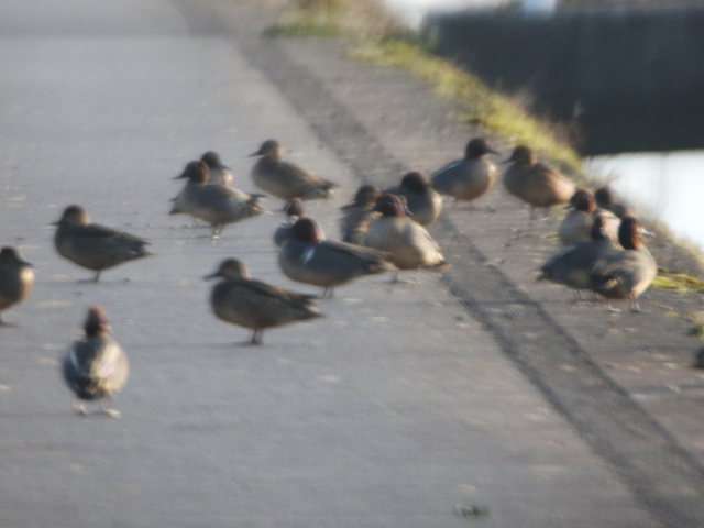 �A�����J�R�K���H