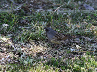 シベリアアオジ
