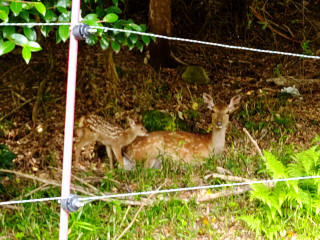 �z���V���E�W�J