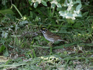 キマユホオジロ