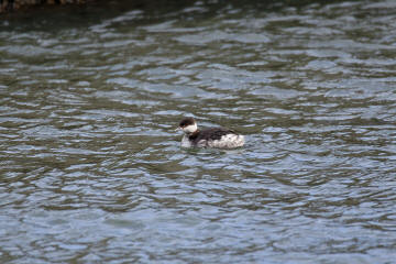 ミミカイツブリ