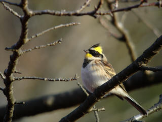 ミヤマホオジロ