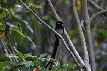 サンコウチョウ