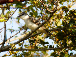 Ashy Minivet
