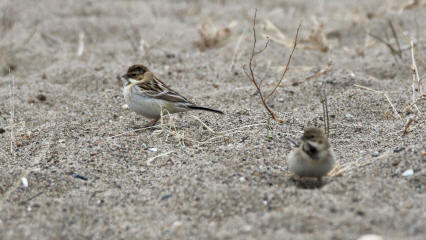 シベリアジュリン