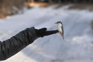 シロハラゴジュウカラ