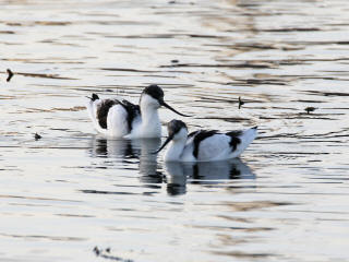 ソリハシセイタカシギ